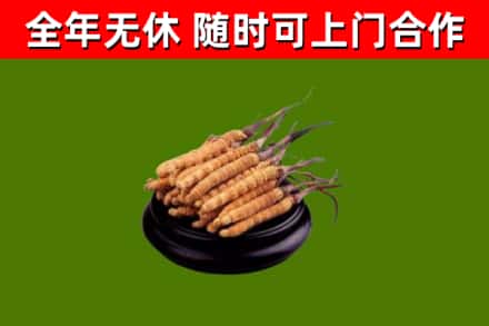 肃北回收散虫草
